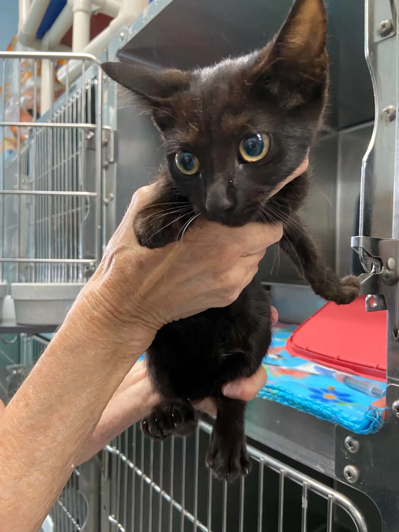 Aleris - At Shelter - Domestic Short Hair