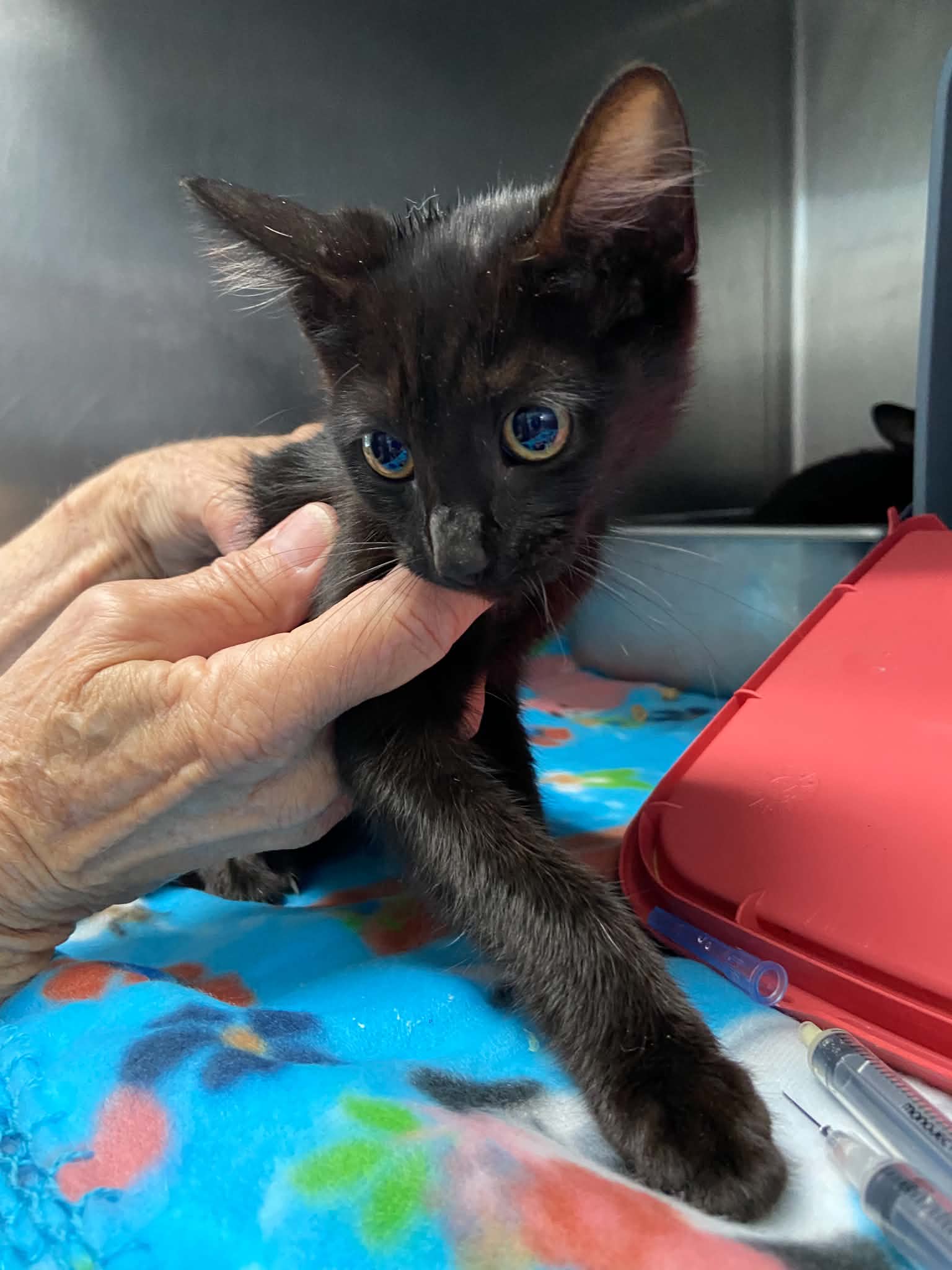 Twyla - At shelter, cat