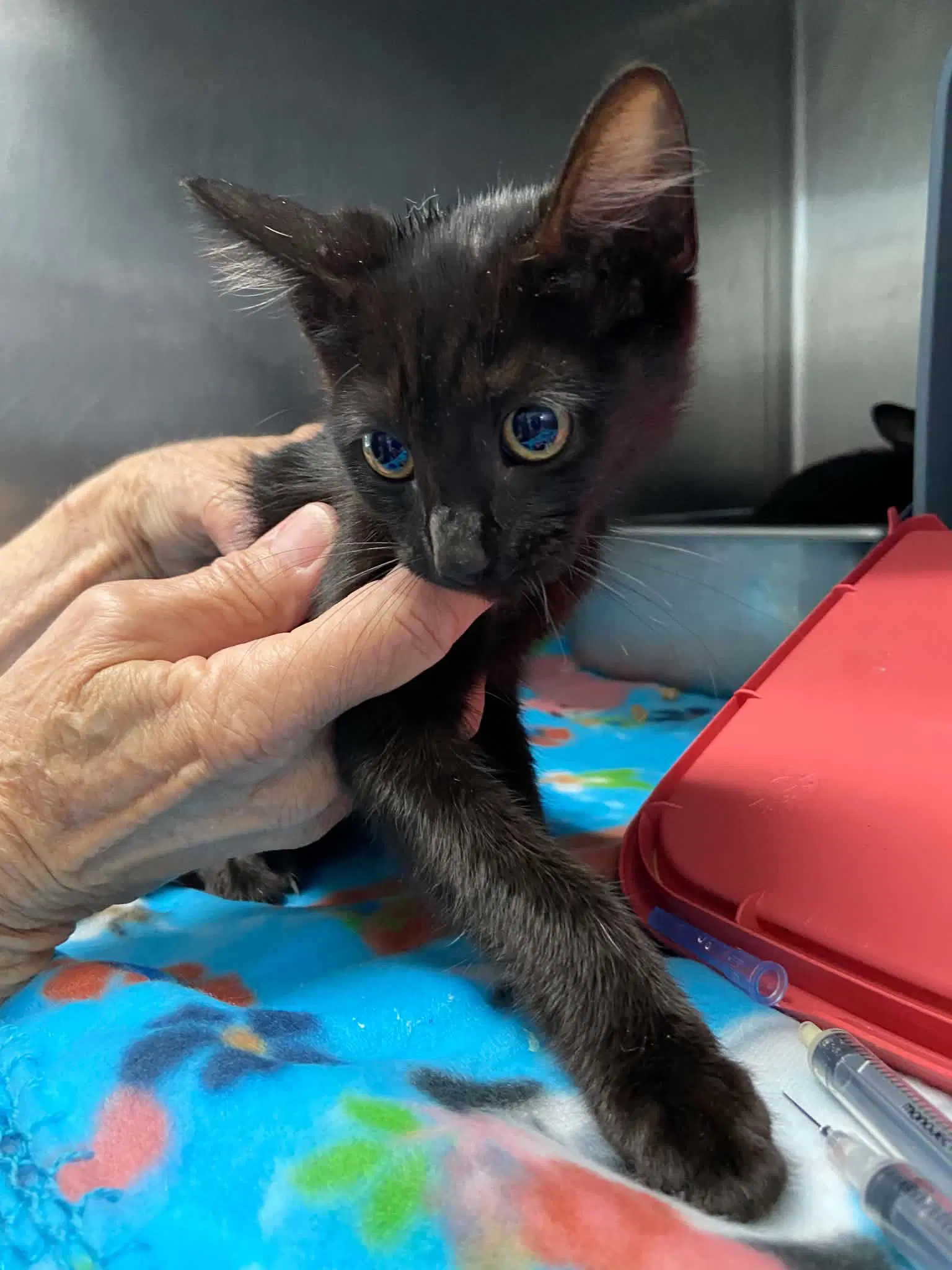 Twyla - At Shelter - Domestic Short Hair