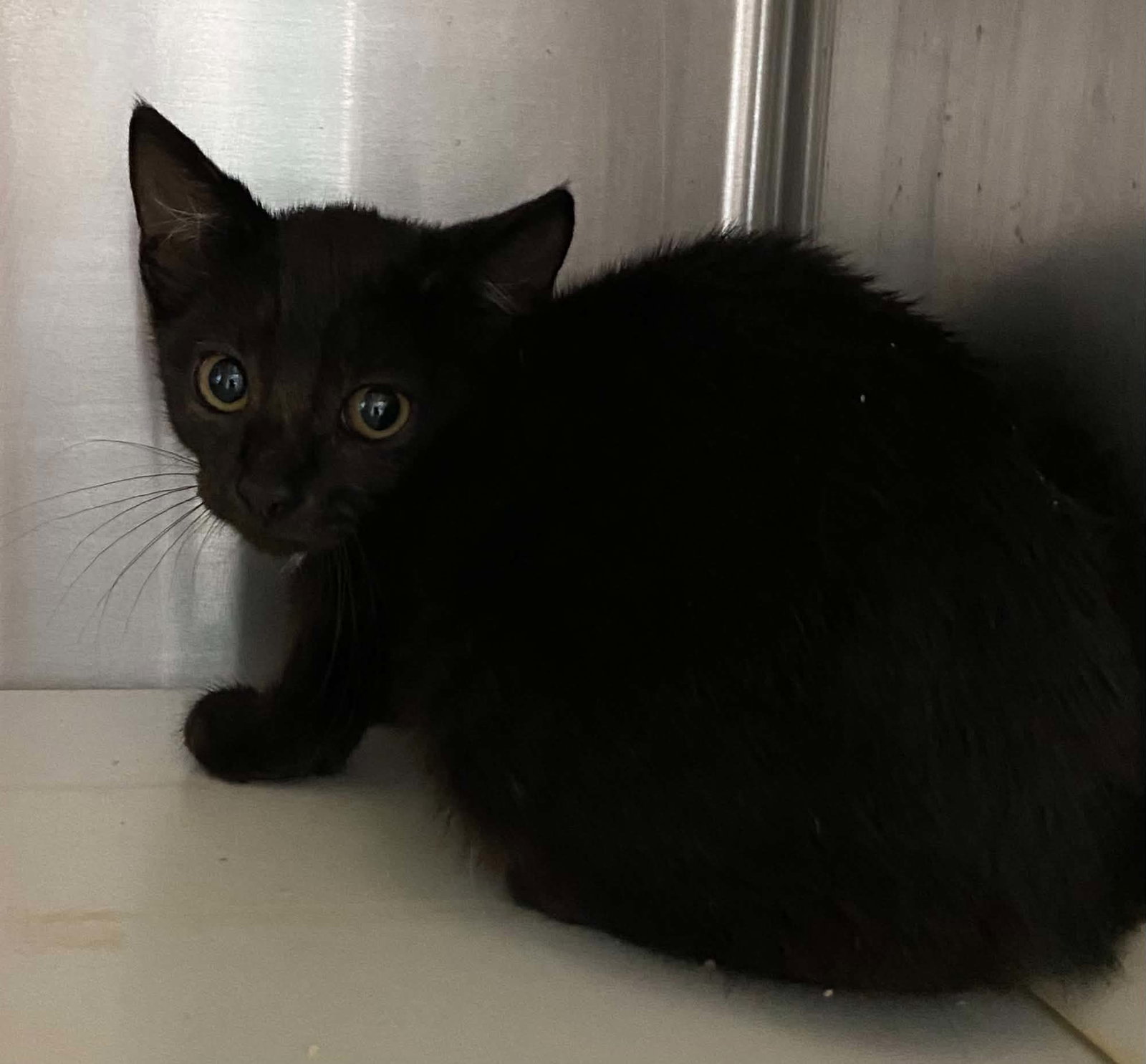 Ronnie Lee - At shelter, cat