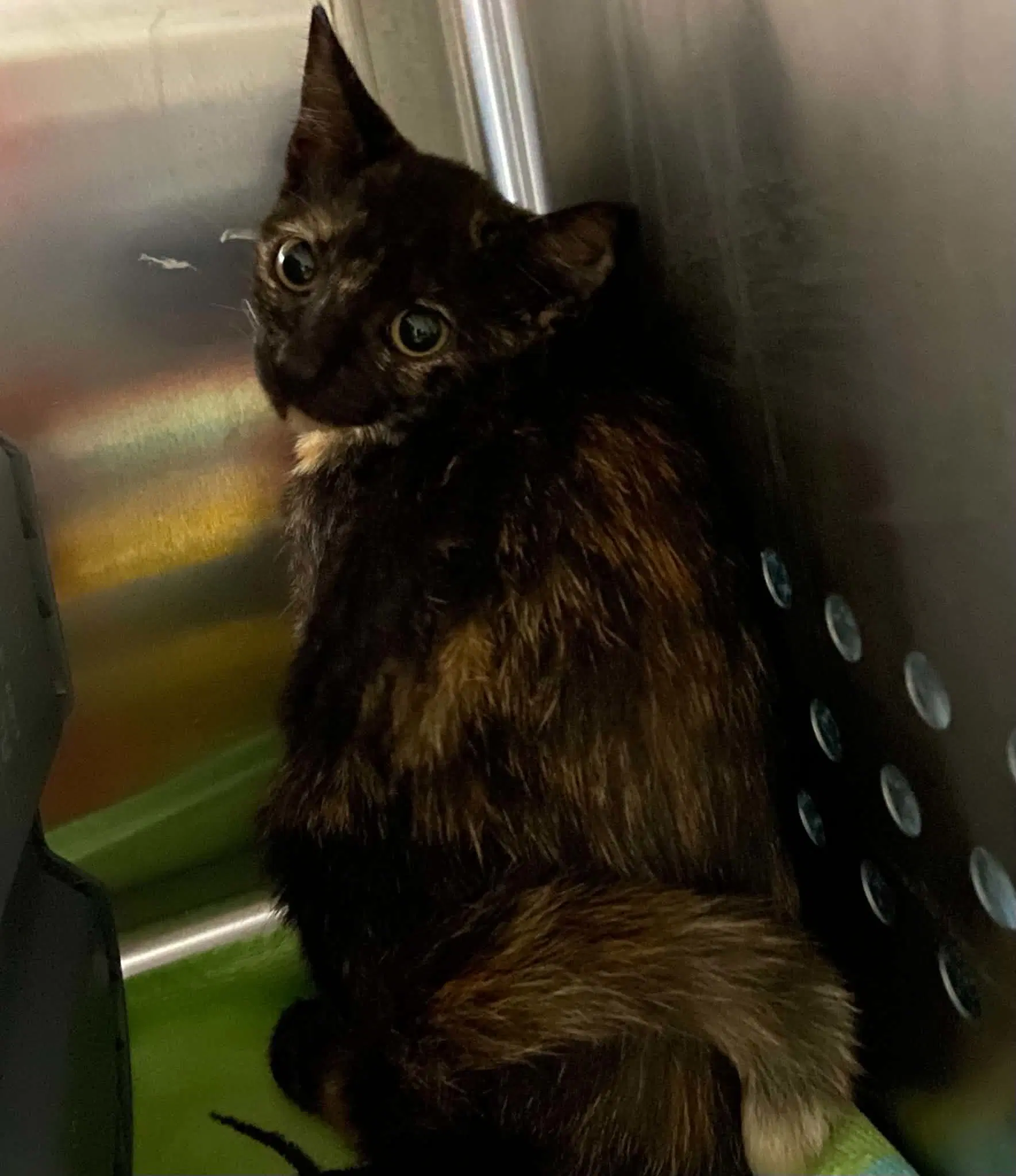 Wendy - At Shelter - Domestic Short Hair