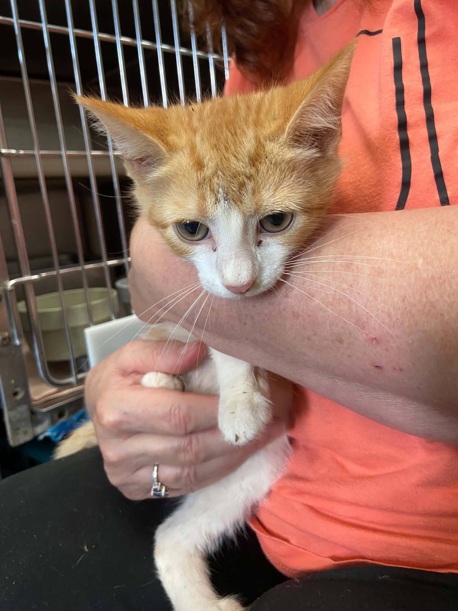 Mousie Wrangler - At Shelter - Domestic Short Hair