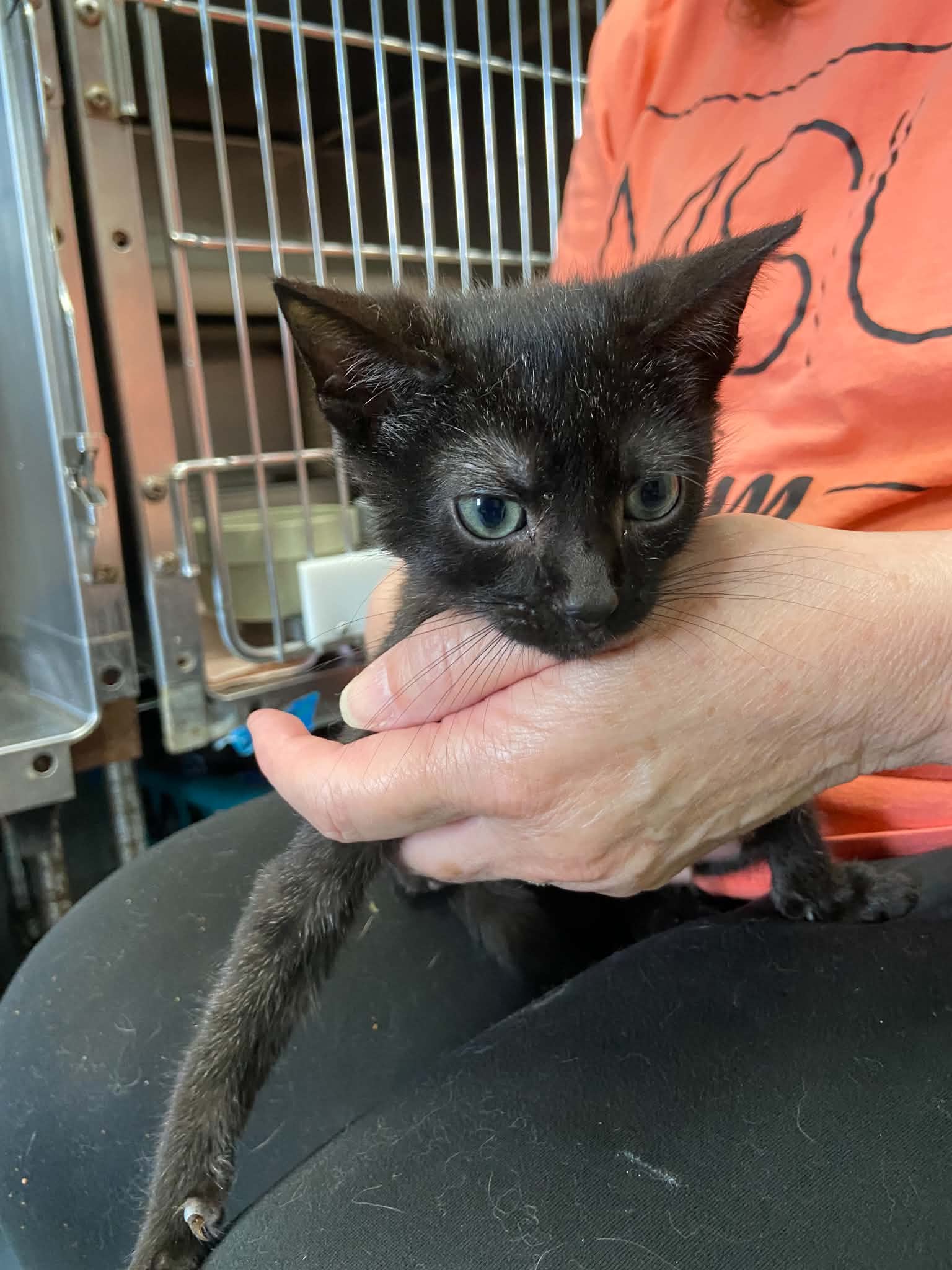 Campfire Beans - At shelter, cat