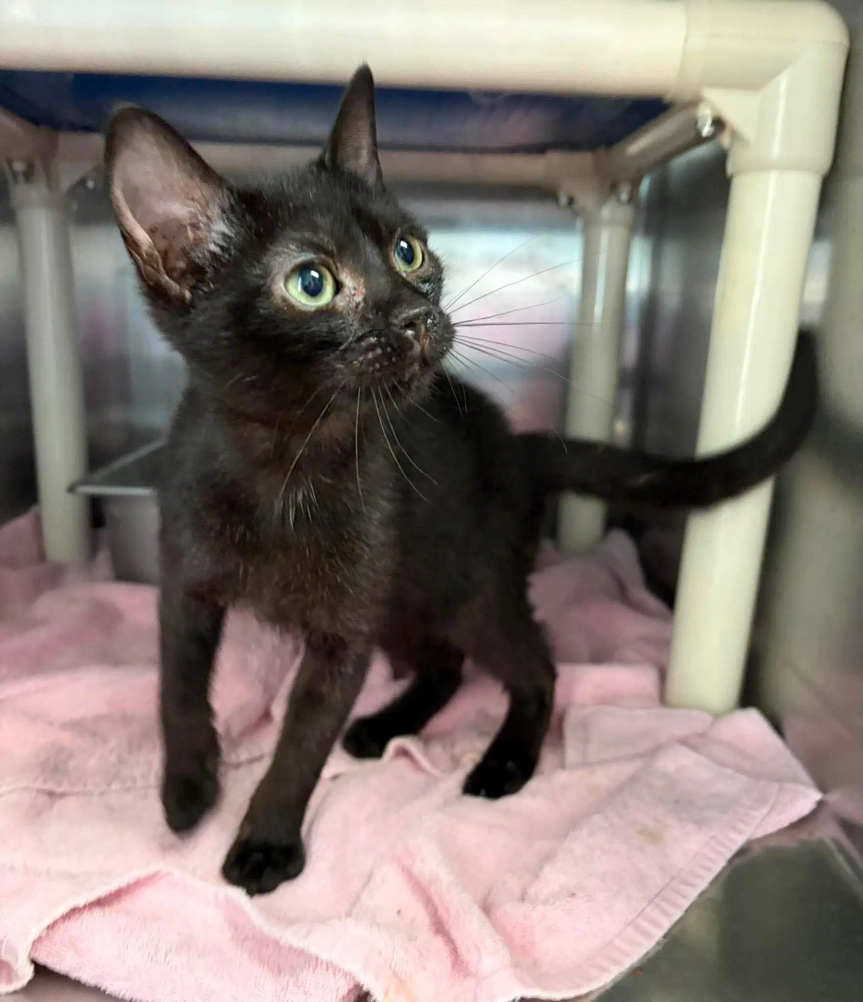 Campfire Beans - At Shelter - Domestic Short Hair