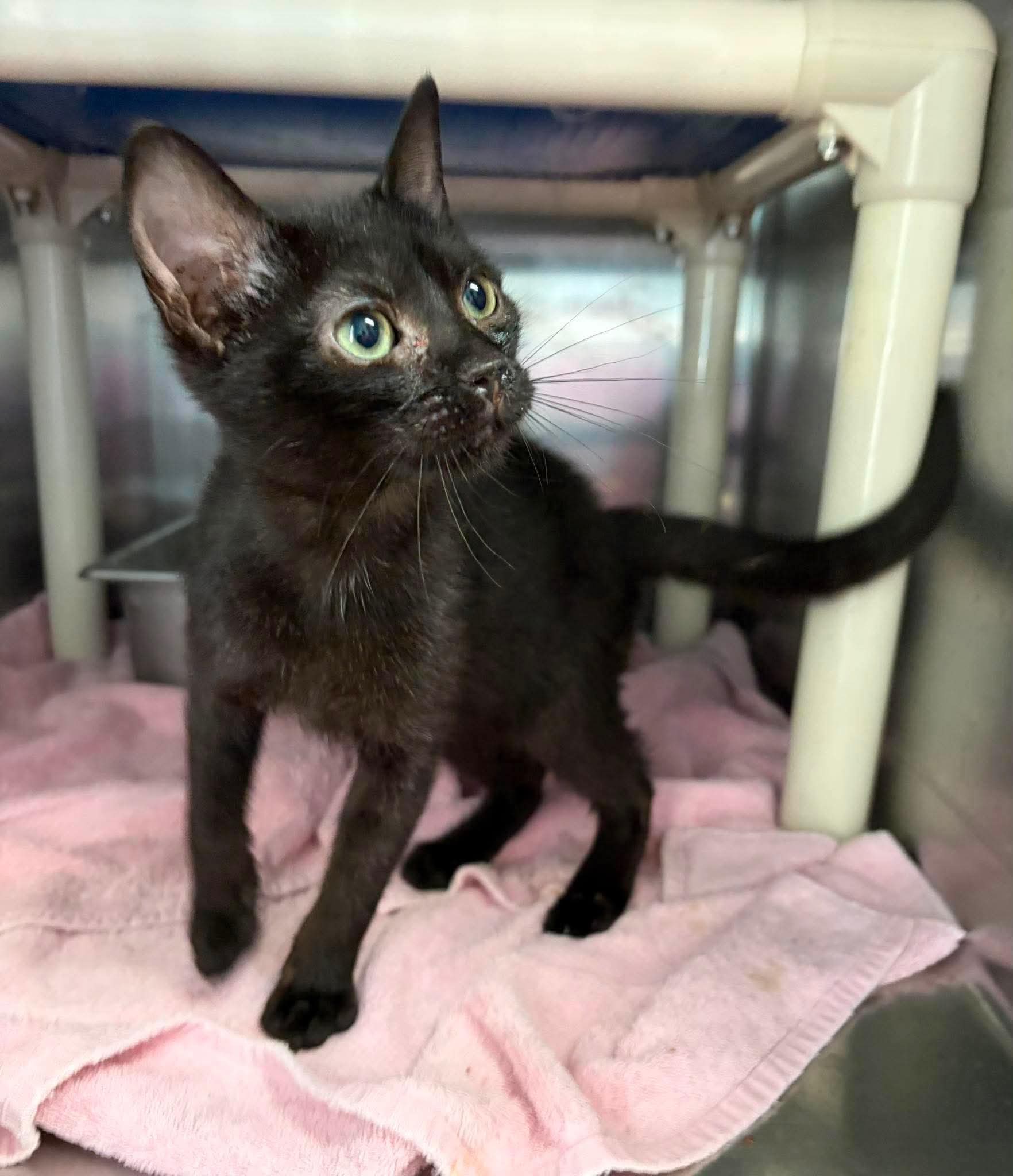 Campfire Beans - At Shelter