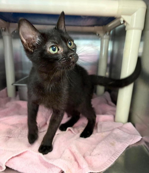 Campfire Beans - At shelter, a cat for adoption from Friends of Campbell County Animal Control