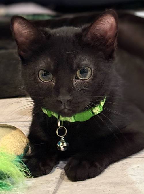 Campfire Beans: Not at the shelter (Faith), a cat for adoption from Friends of Campbell County Animal Control