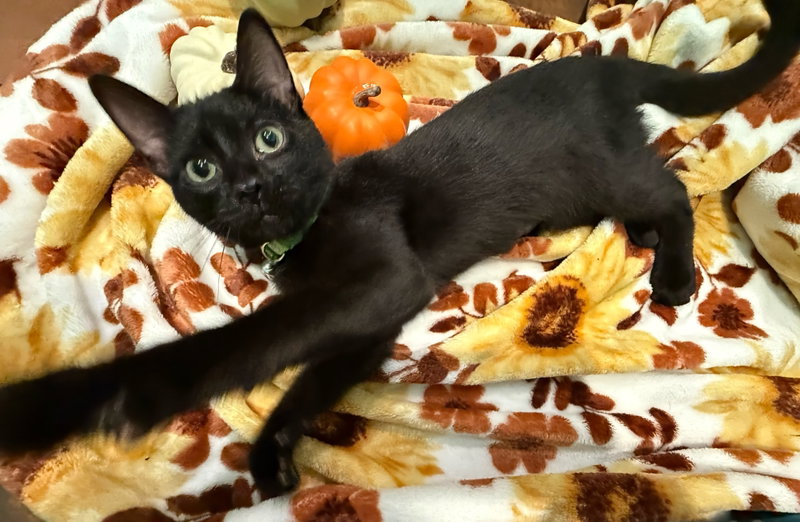 Campfire Beans, a young male cat up for adoption