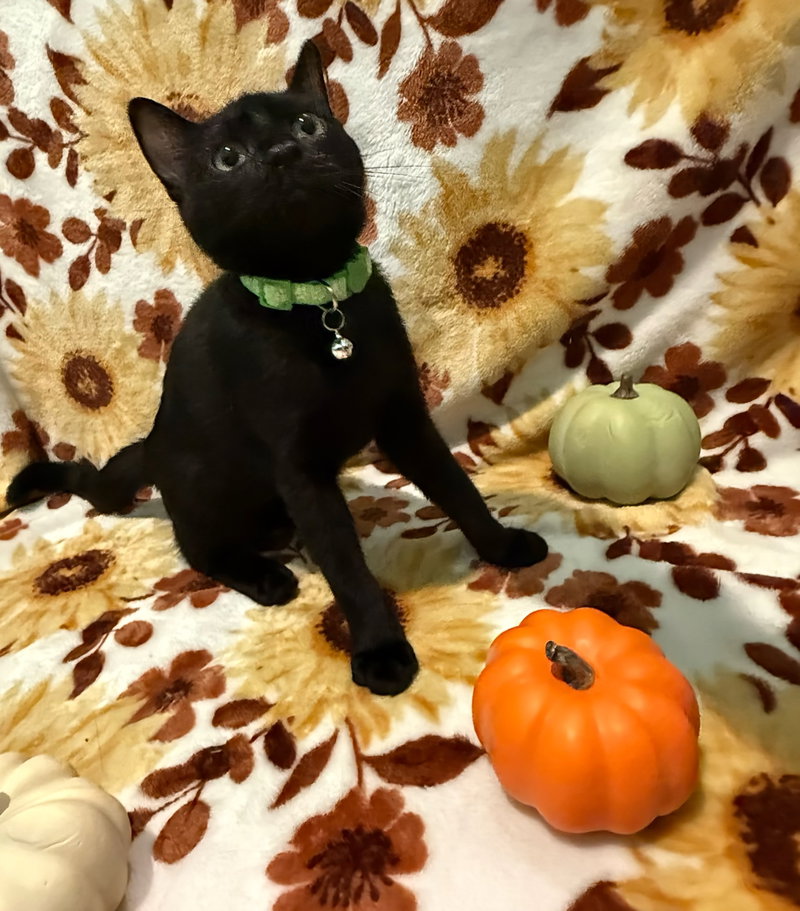 Campfire Beans, photo 7