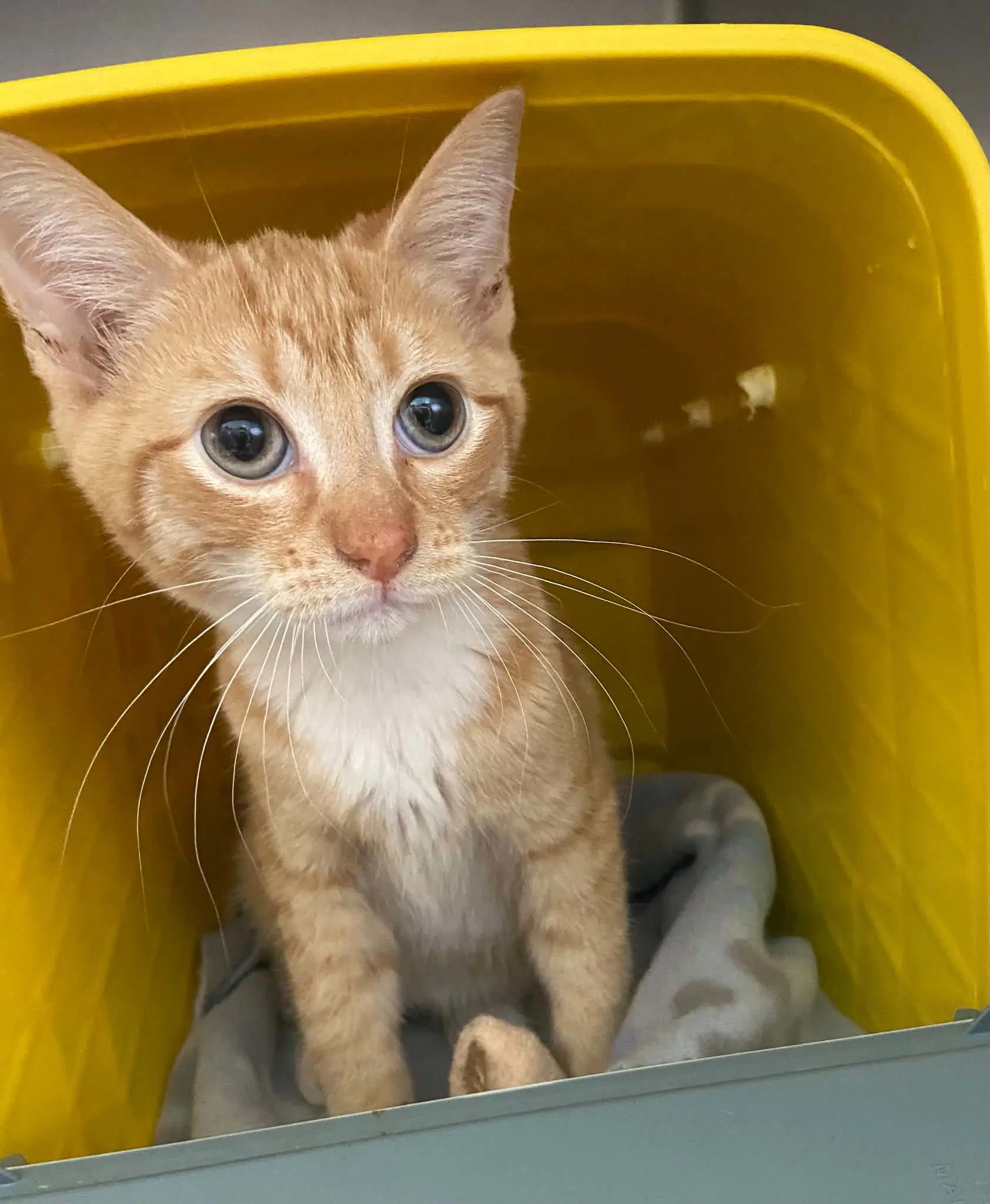 Meowboy Boots - At Shelter - Domestic Short Hair