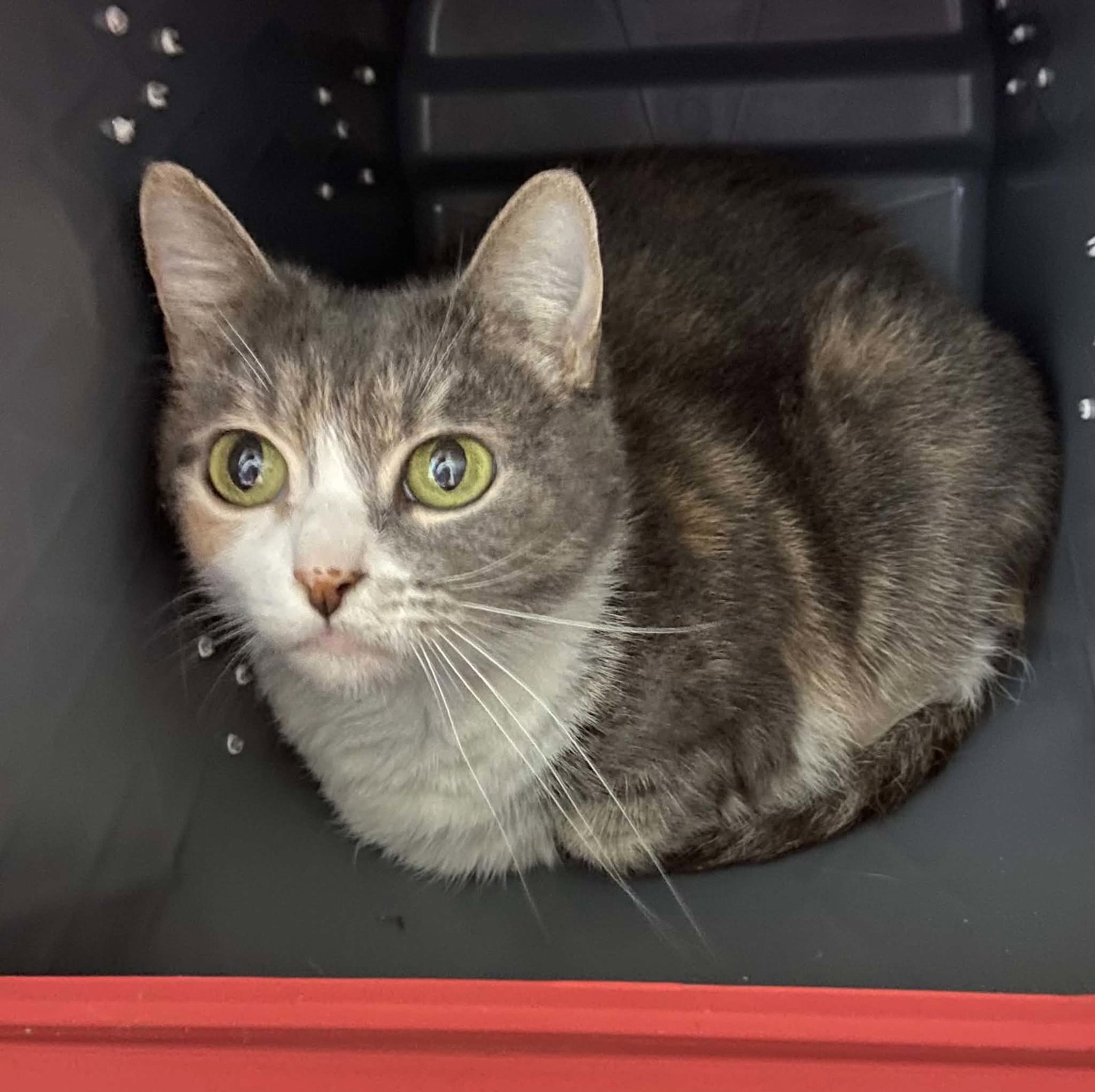 Turtle: At shelter, cat