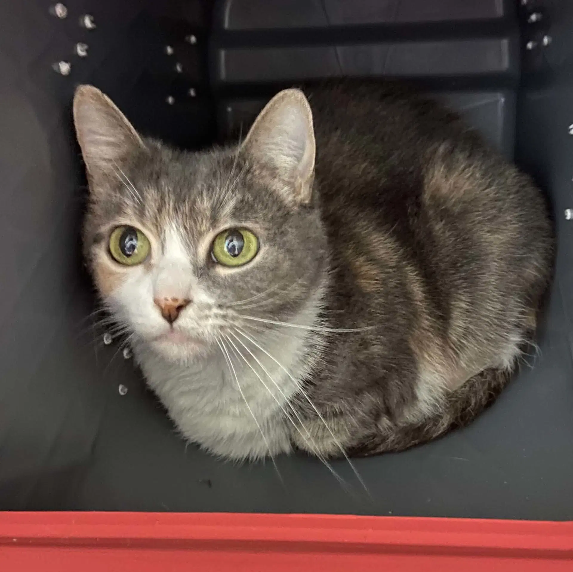 Turtle - At Shelter - Domestic Short Hair