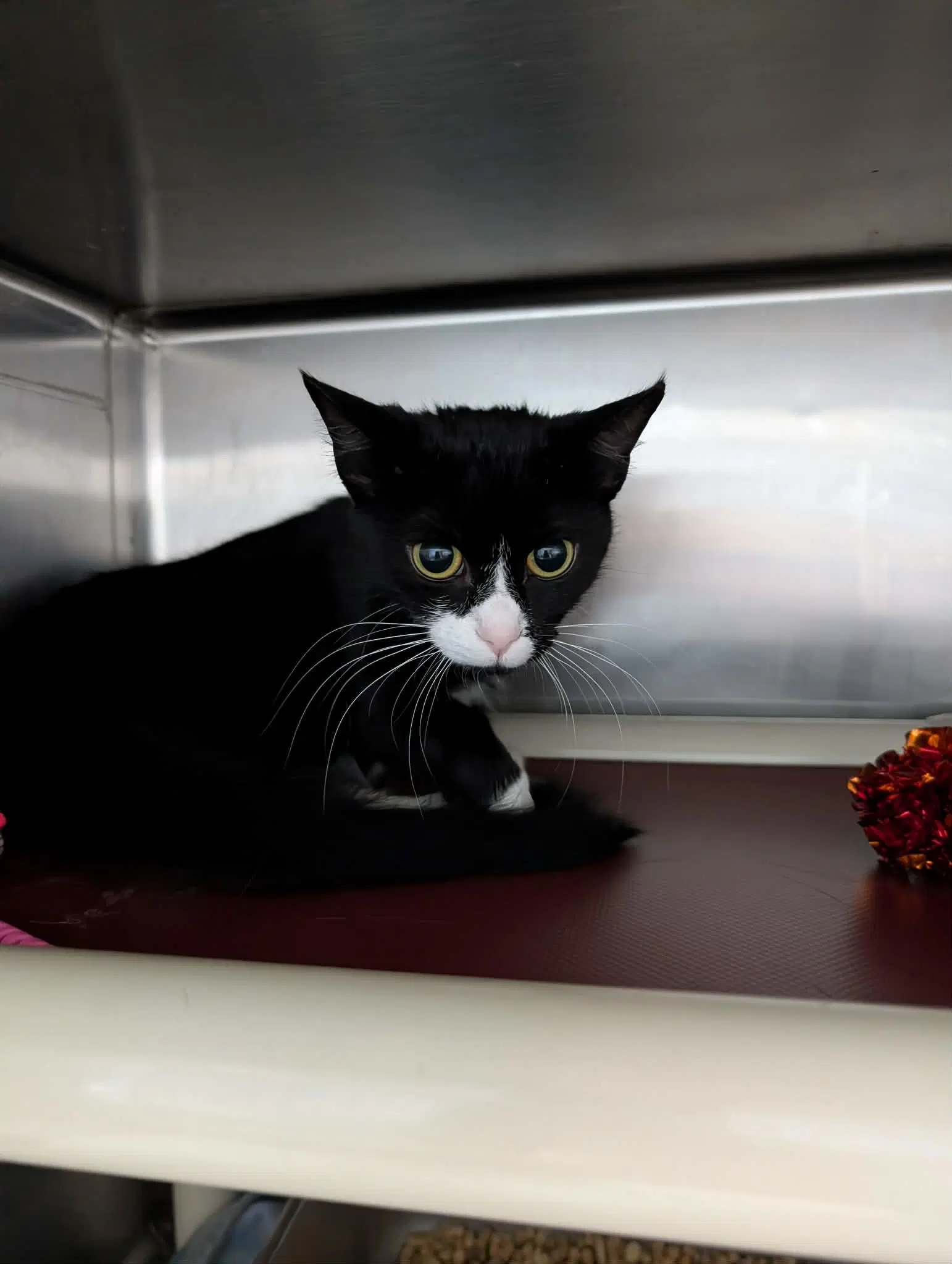 Passenger - At Shelter - Domestic Short Hair