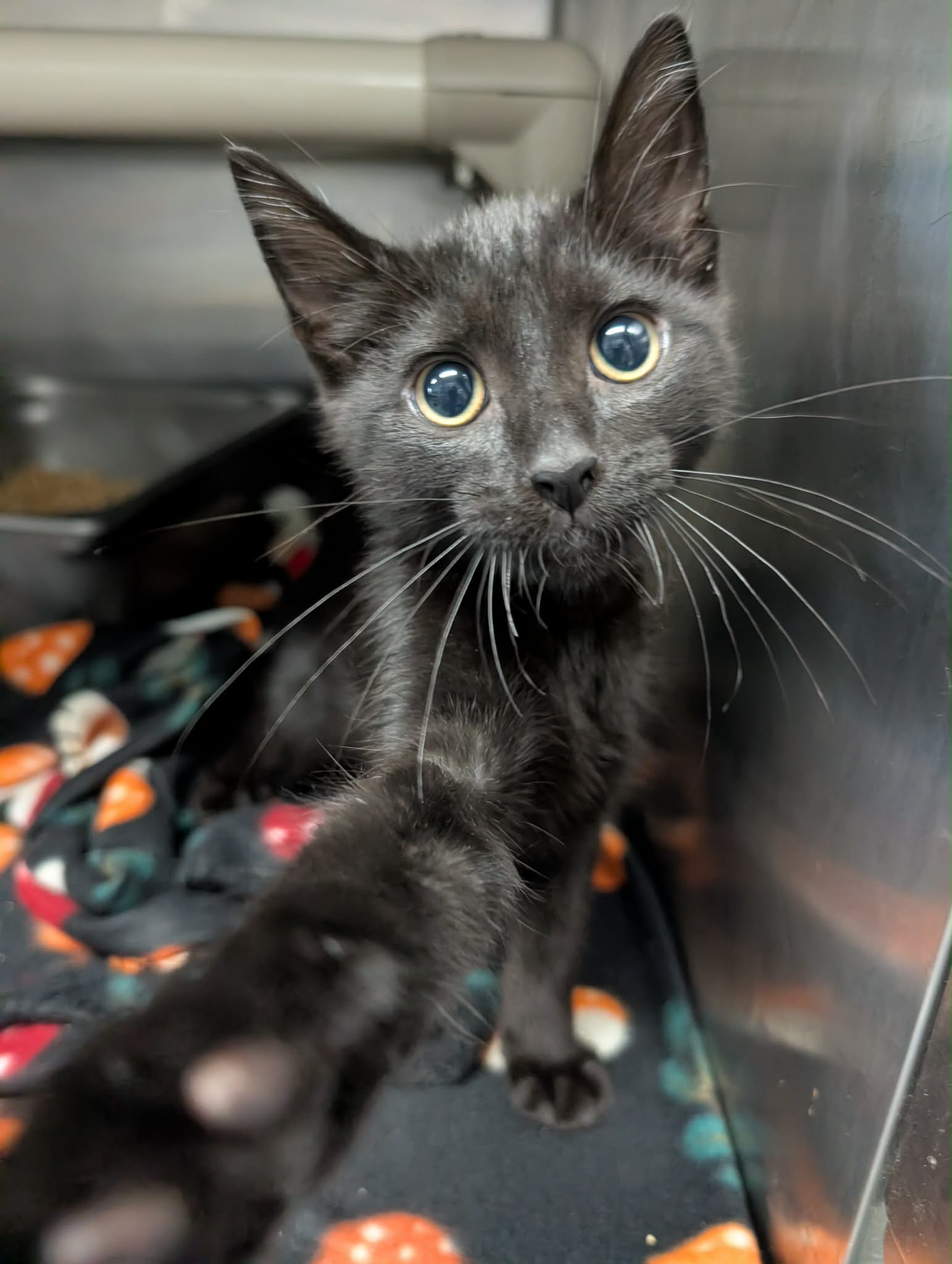 Doodlebug - Not at shelter (Kelsey), cat