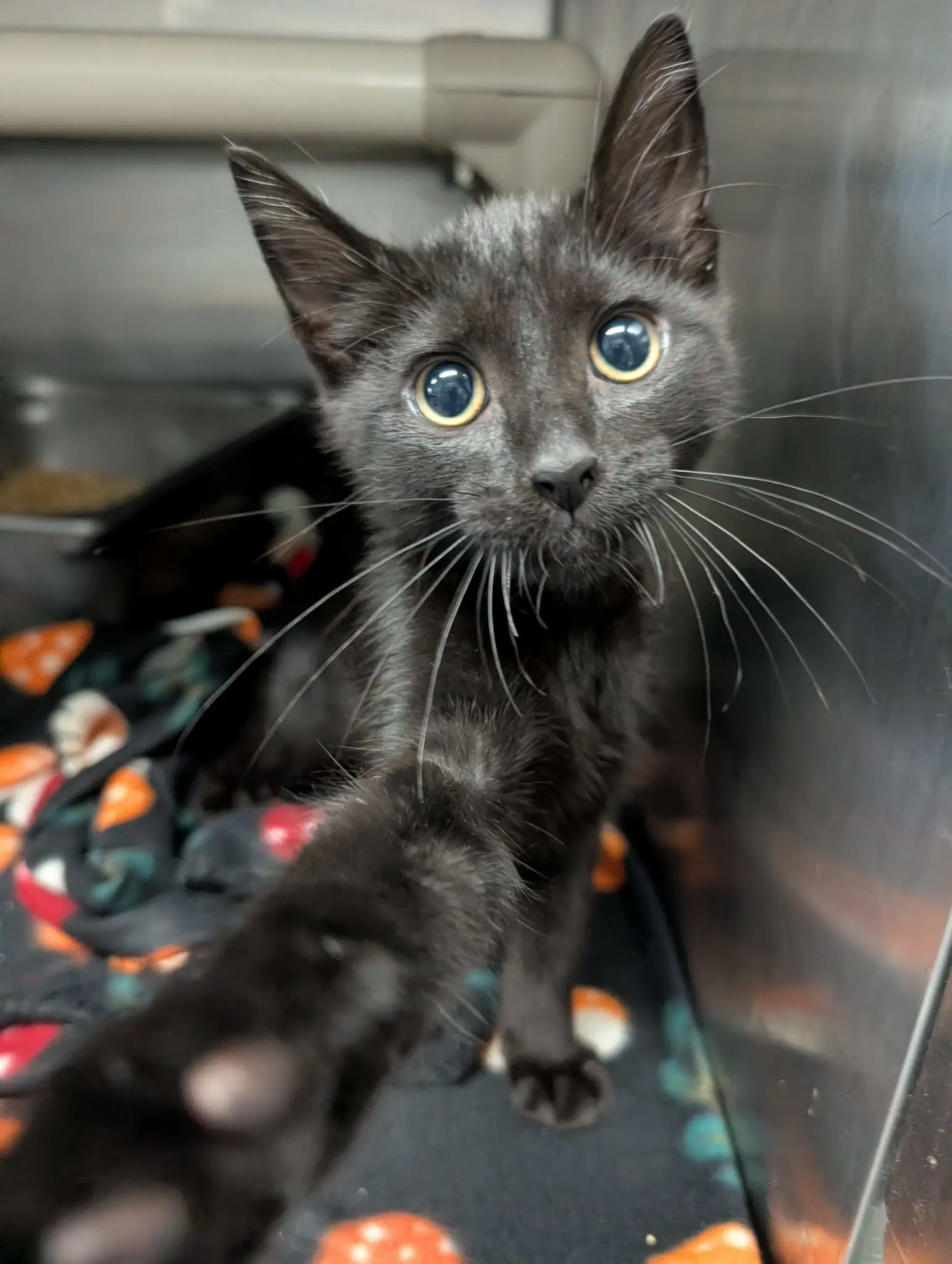 Doodlebug - At Shelter - Domestic Short Hair