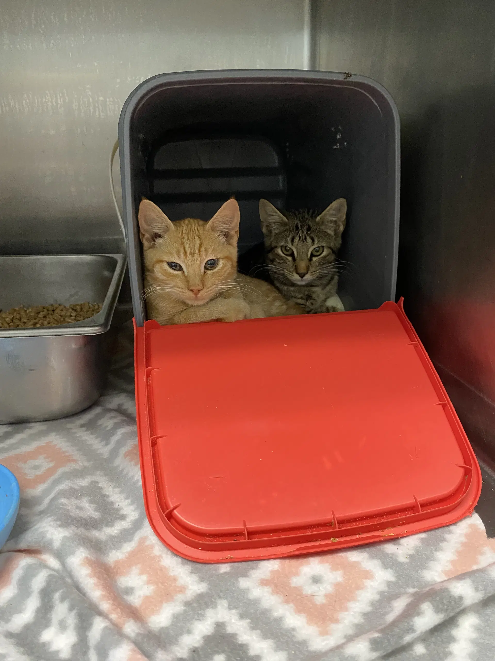 Baker - At Shelter - Domestic Short Hair