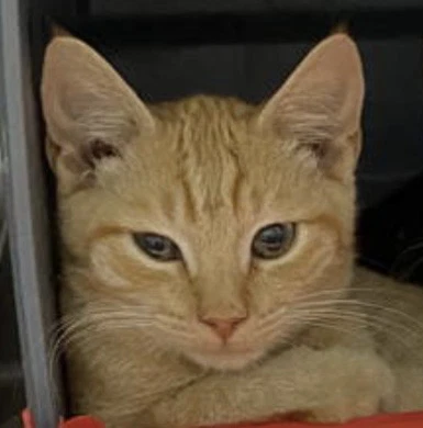 Baker Not At Shelter Cedar