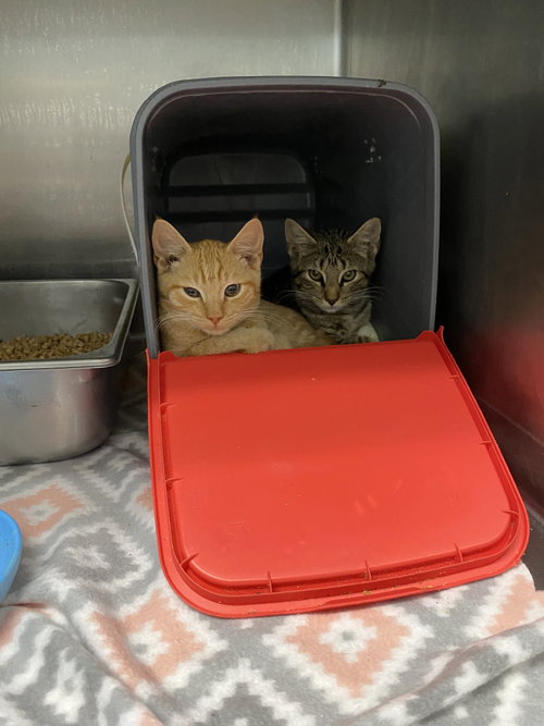 Photo 2 of Butcher: Not at shelter (Kelsy)