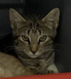 Butcher: Not at shelter (Kelsy), a cat for adoption from Friends of Campbell County Animal Control