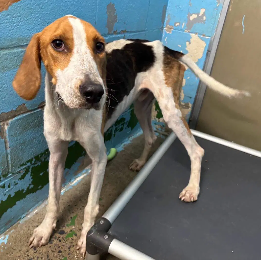 Cowboy - At Shelter Available - Hound