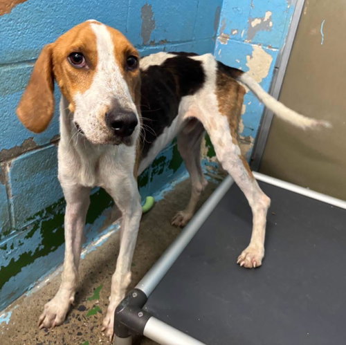 picture of the dog needing adoption