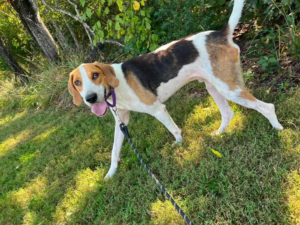Cowboy Not At Shelter Pam - Hound