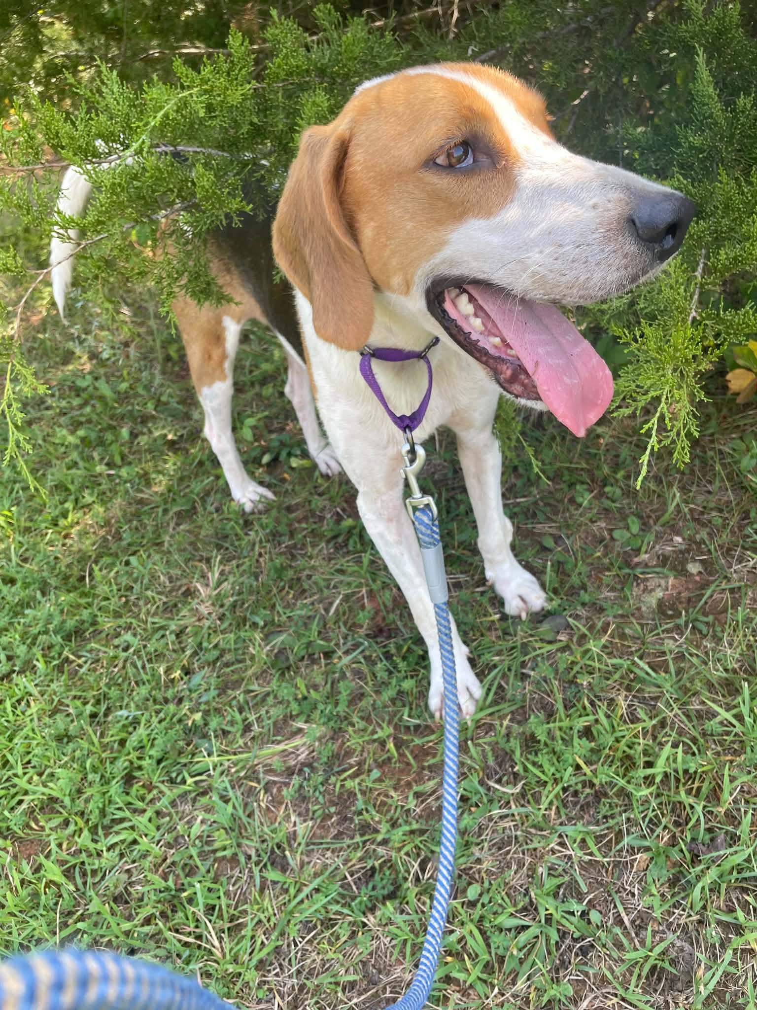 Cowboy: Not at shelter (Pam), photo 8
