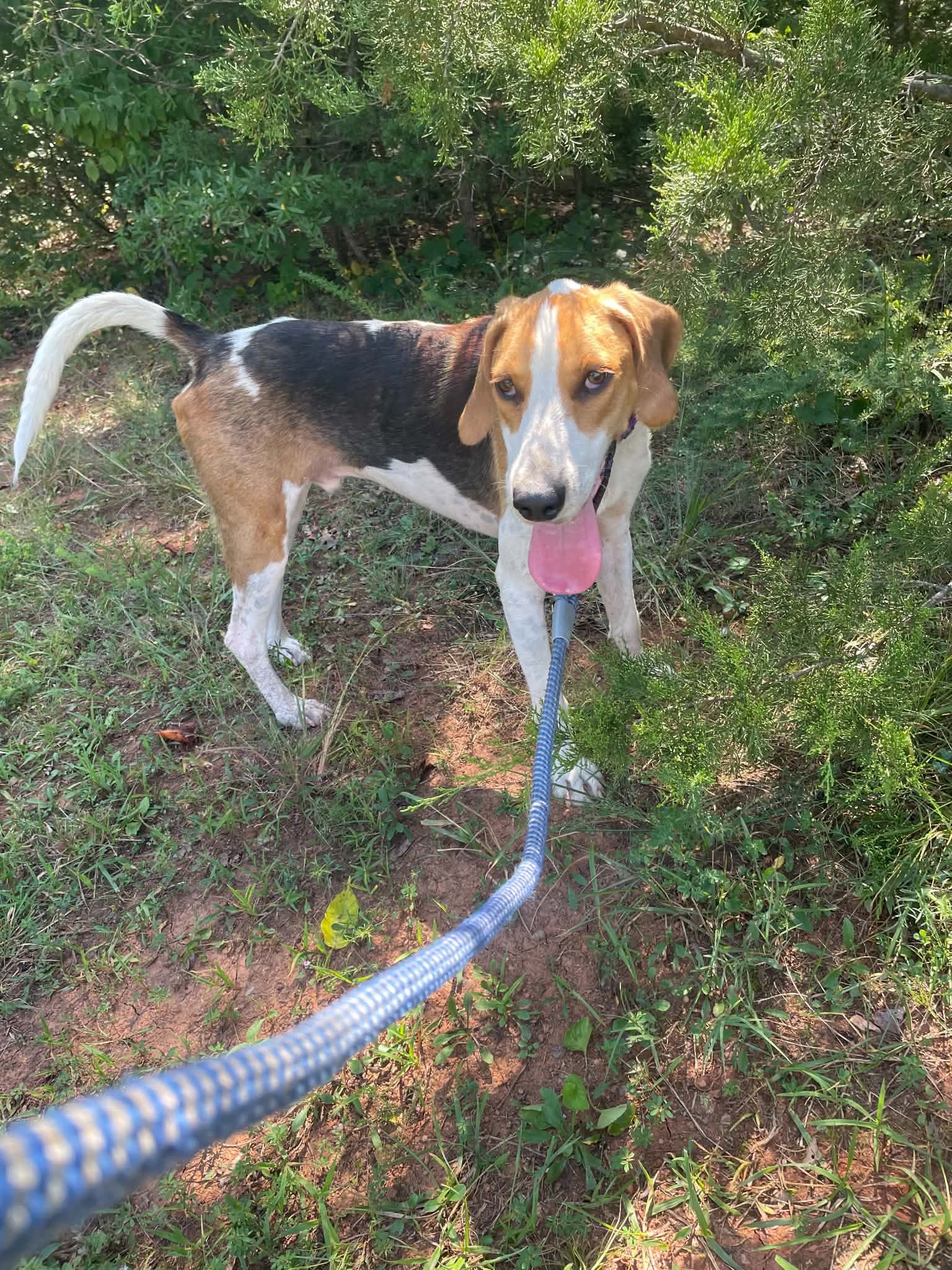 Cowboy: Not at shelter (Pam)