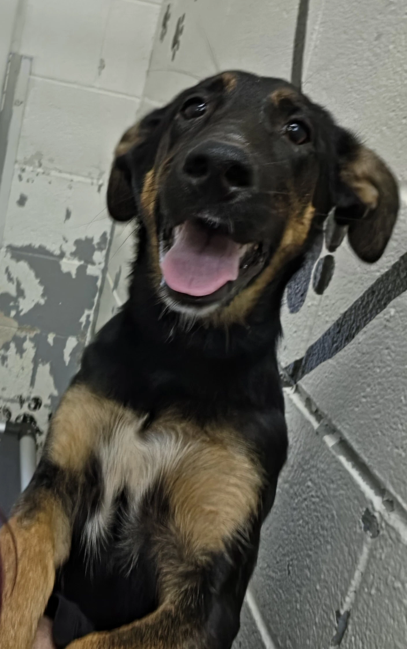 Ruby - At Shelter Available