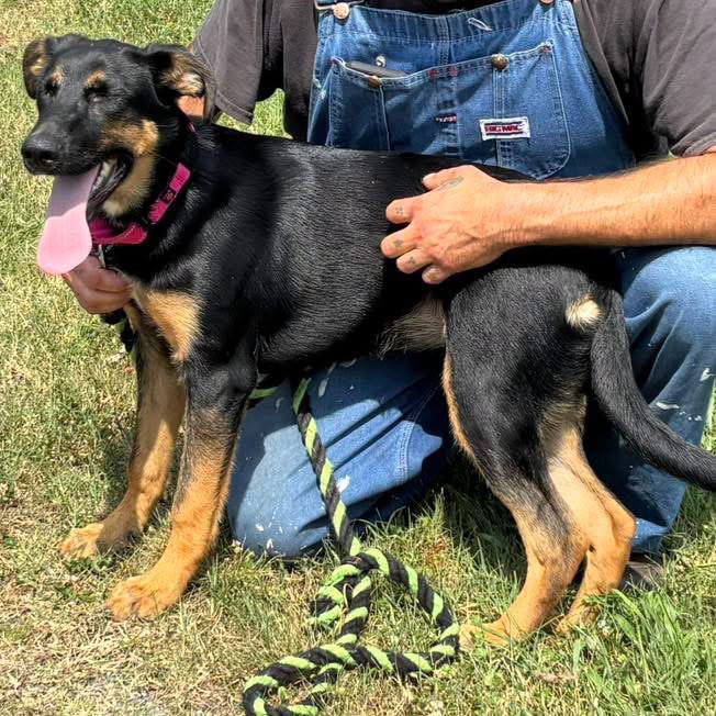 Ruby - Not at shelter (Altavista), dog