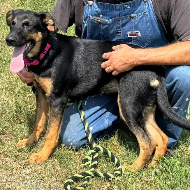 Ruby - At Shelter Available image 2