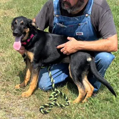Ruby - At Shelter Available image 4