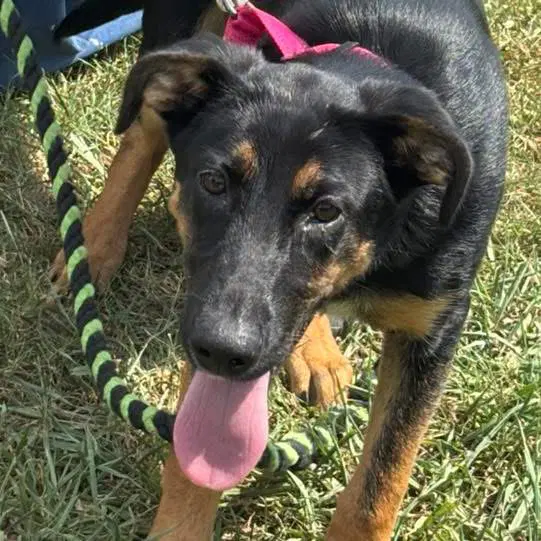 Ruby - At Shelter Available image 3