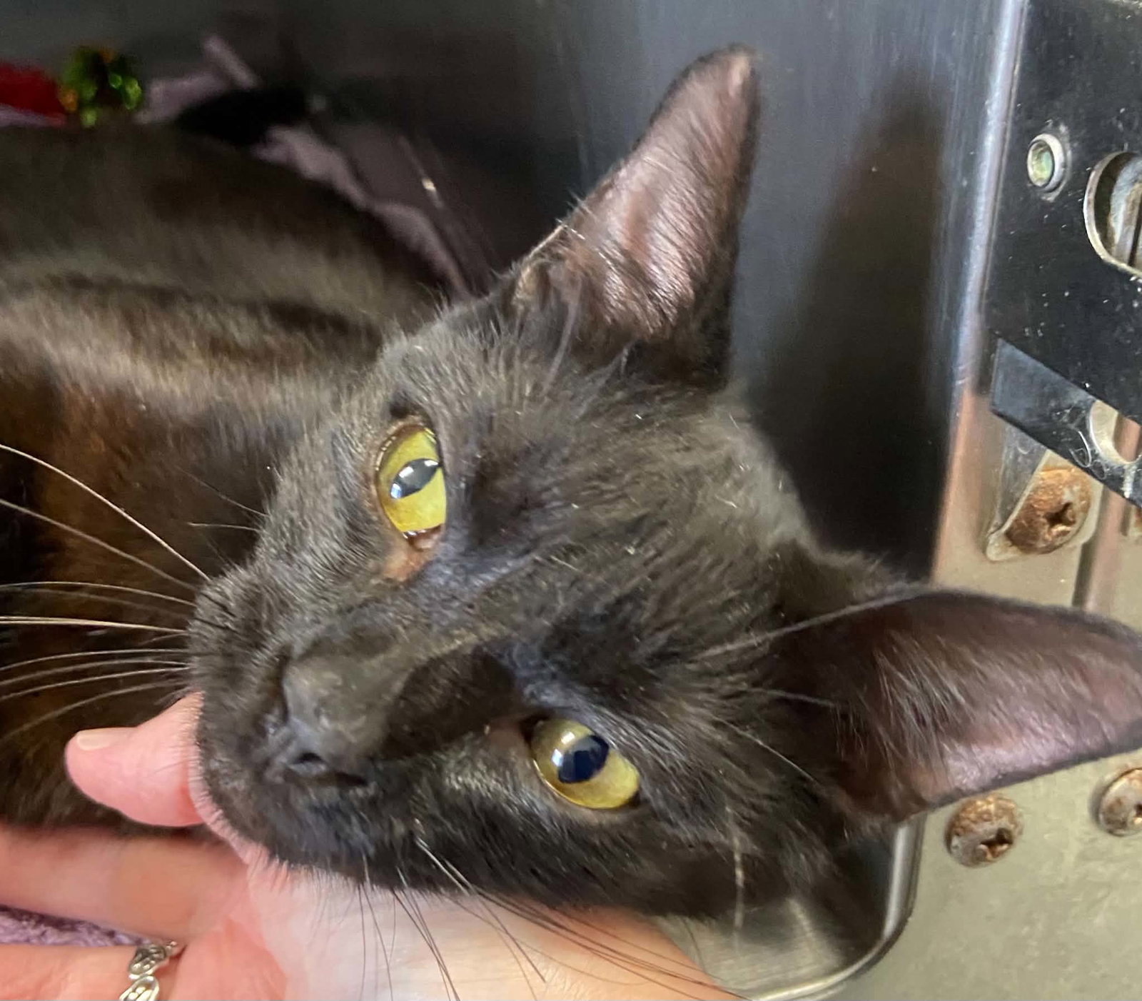 Jackson - At shelter, cat