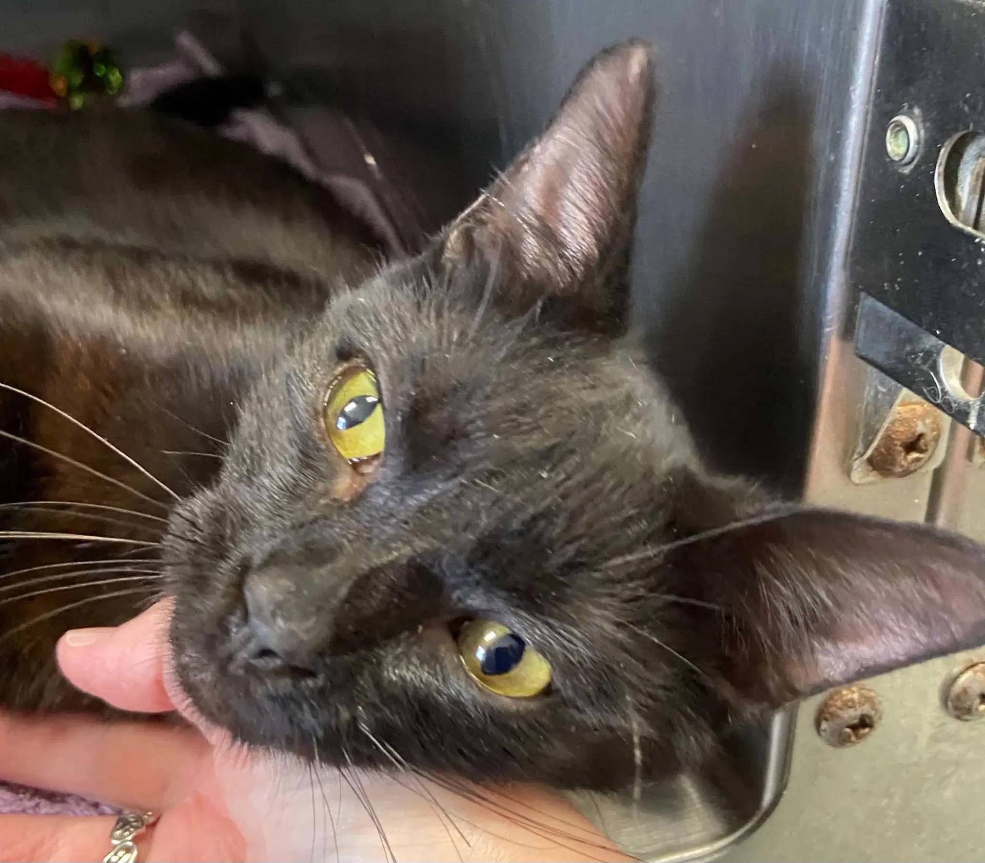 Jackson - At Shelter - Domestic Short Hair