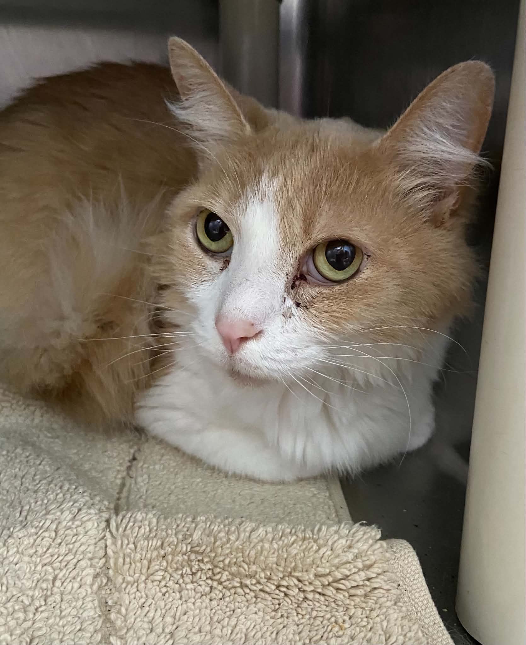 Tic Tac - At Shelter - Domestic Medium Hair