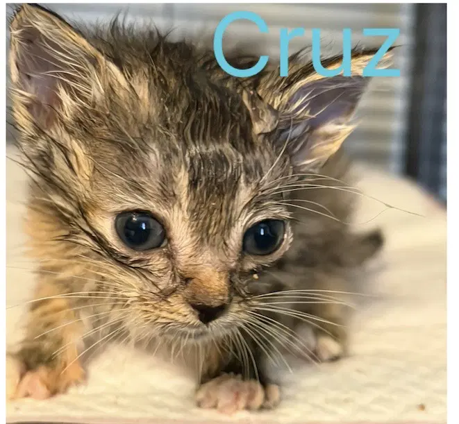Cruz-Not At The Shelter image 2