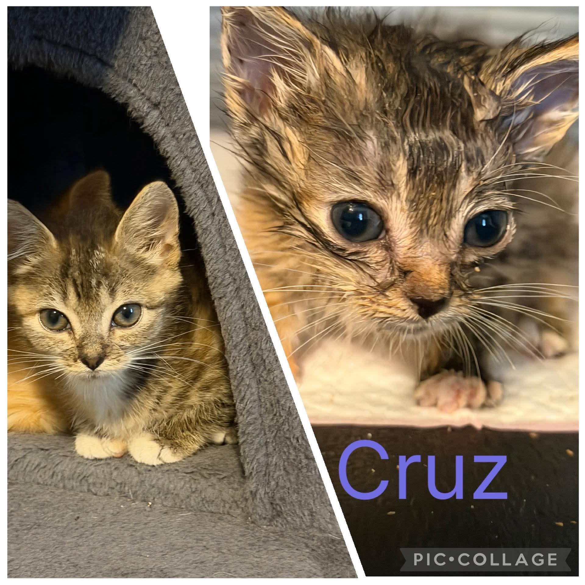 Cruz-Not At The Shelter