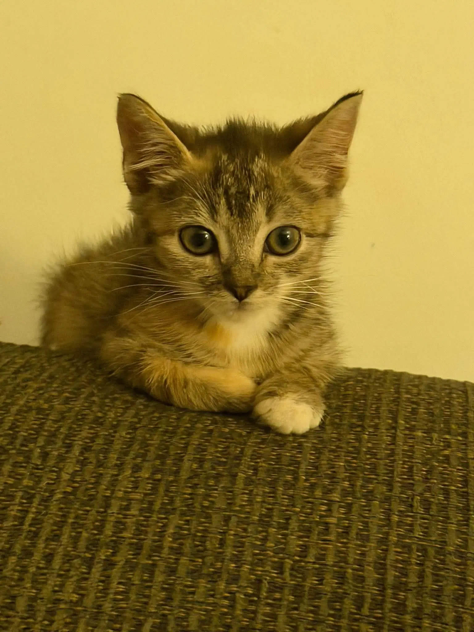 Cruz-Not At The Shelter Jen - Domestic Short Hair