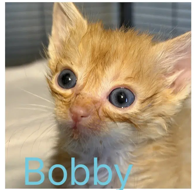 Bobby- Not At The Shelter image 2