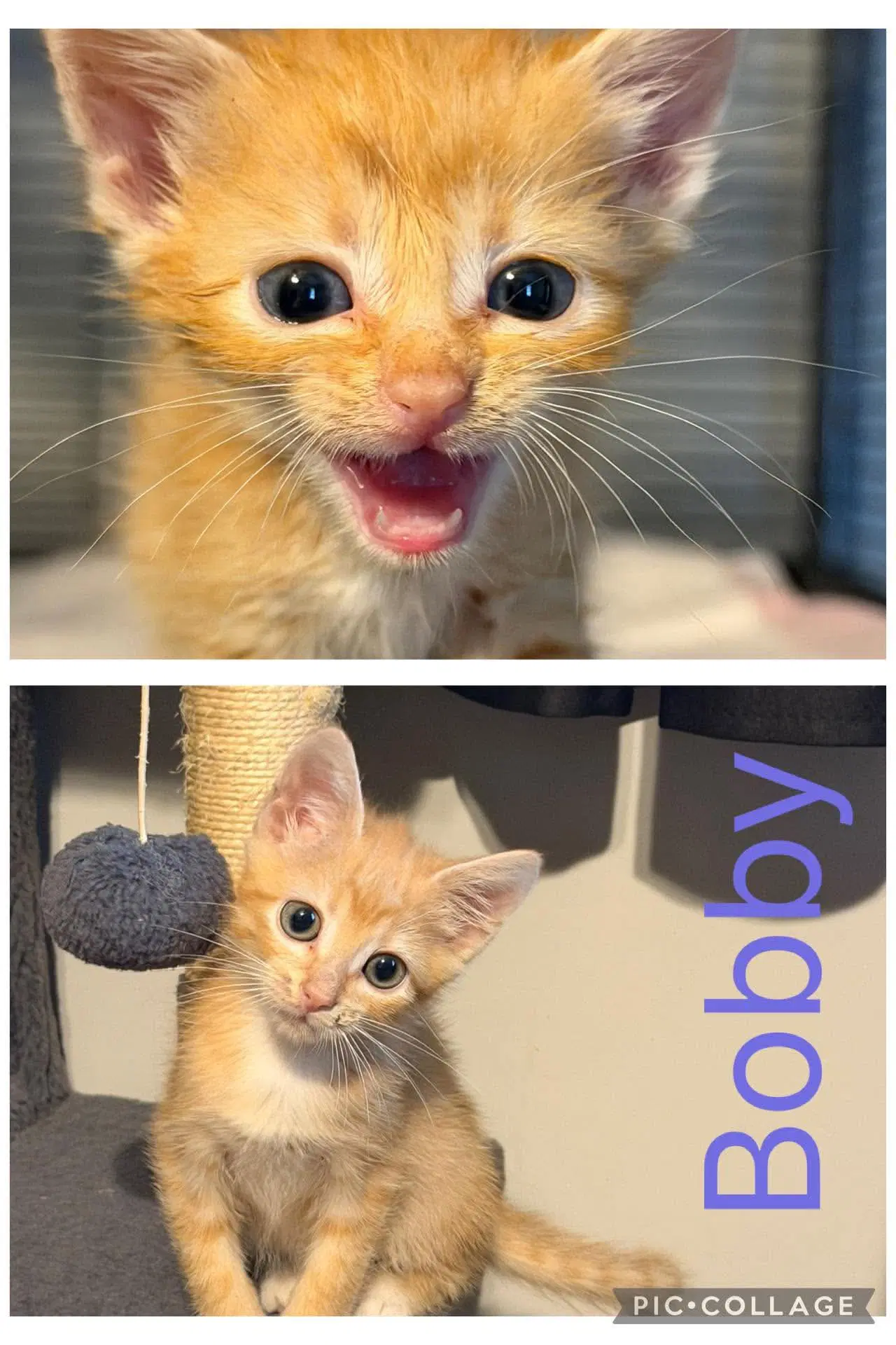 Bobby- Not At The Shelter - Domestic Short Hair