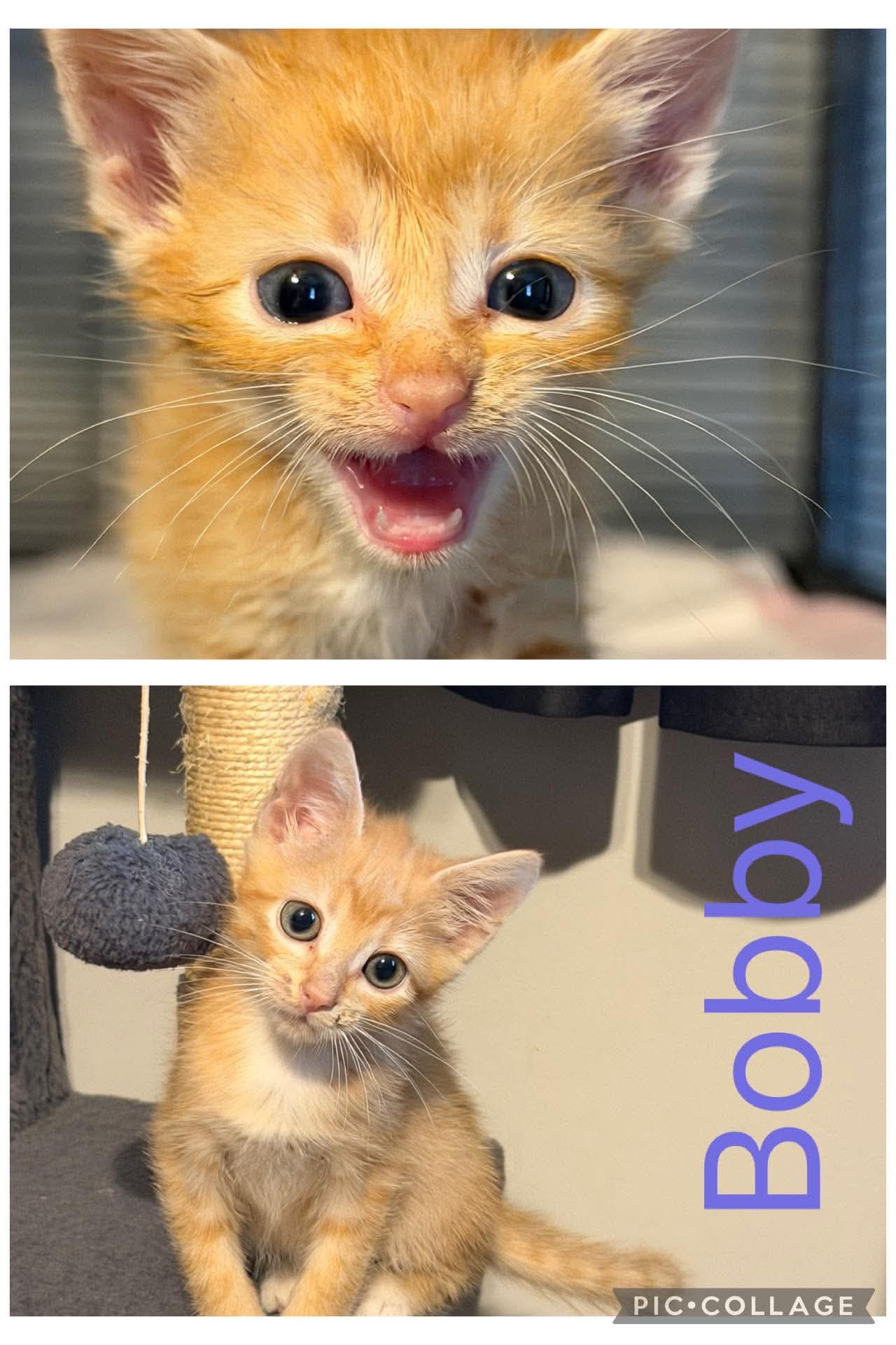 Bobby- Not At The Shelter