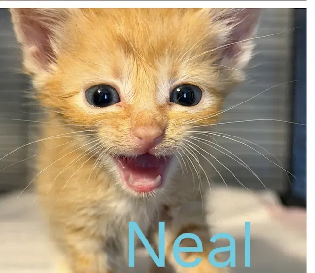 Neal-Not At The Shelter image 2