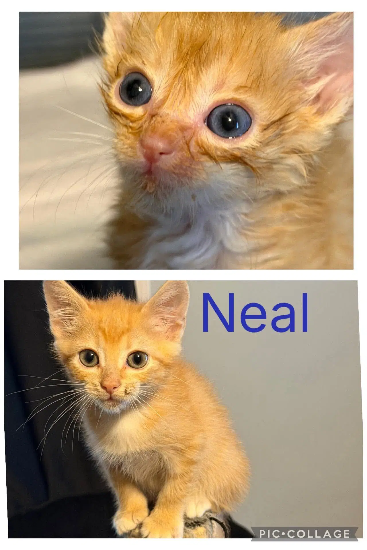 Neal-Not At The Shelter - Domestic Short Hair