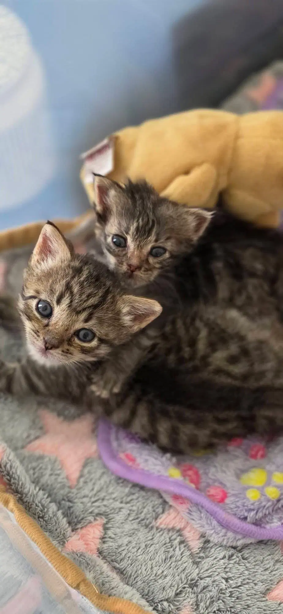 Spark-Not At The Shelter - Domestic Short Hair