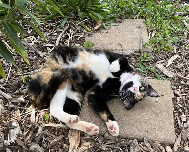 Eleanor Not A Shelter Cat - Calico