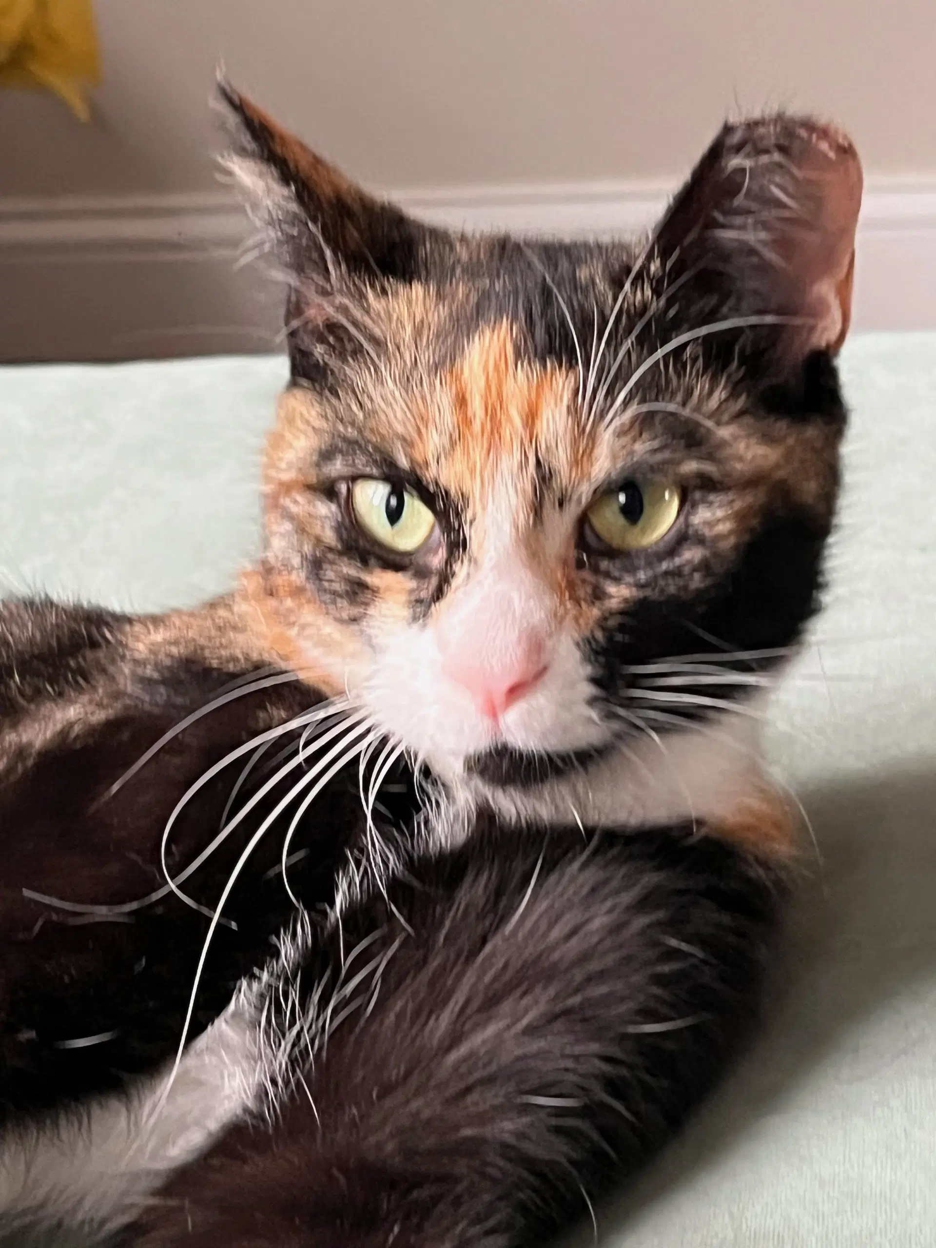 Eleanor At The Shelter - Calico