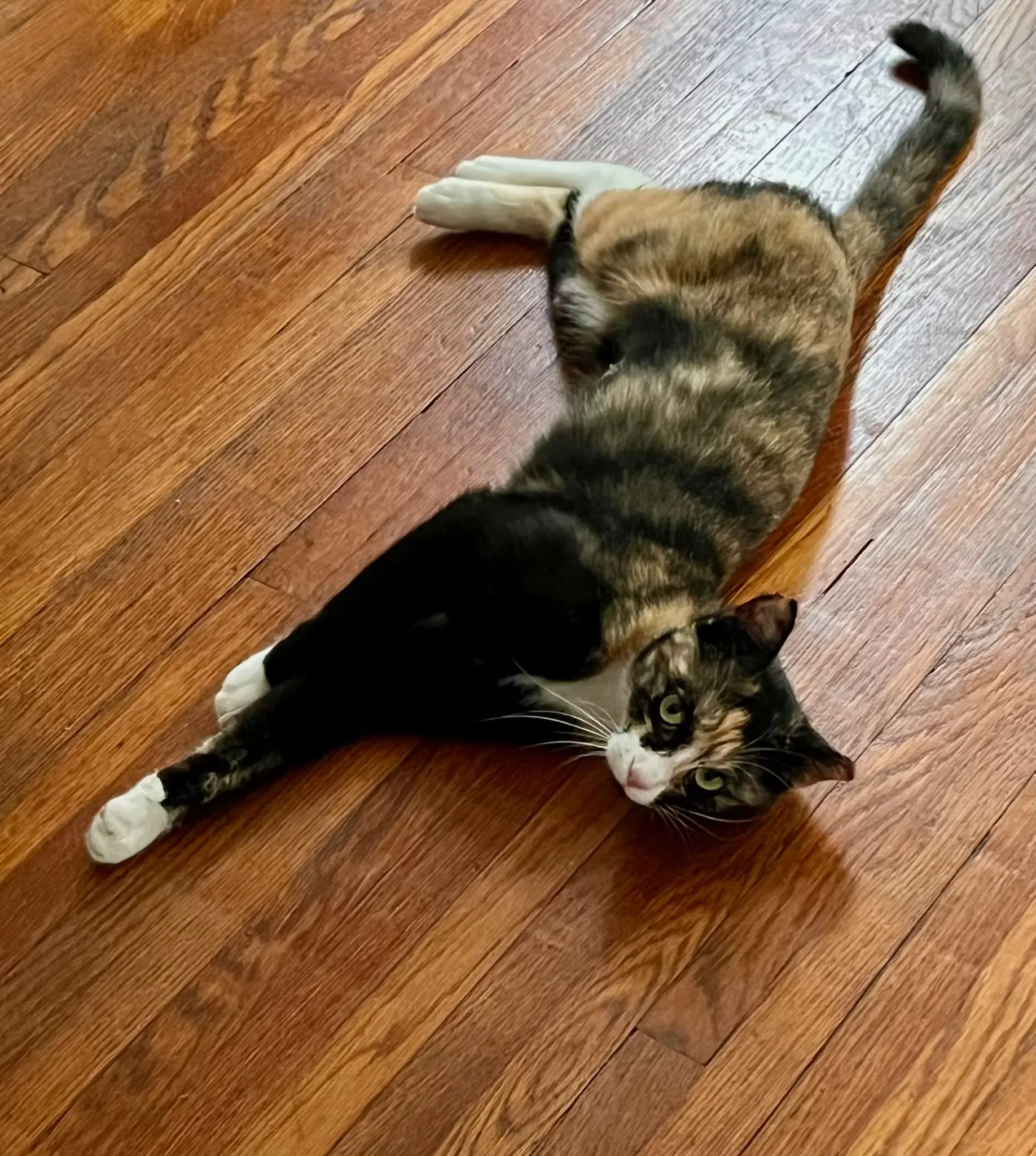 Eleanor At The Shelter image 4