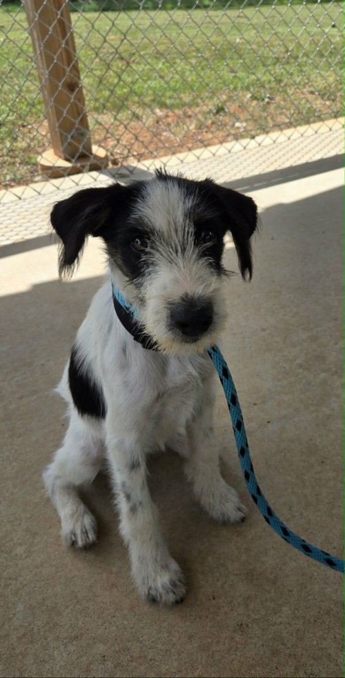 picture of the dog needing adoption