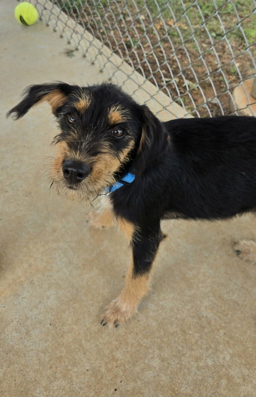 picture of the dog needing adoption